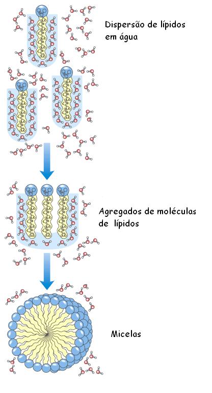 As moléculas tendem a orientar-se ordenadamente de modo a formarem uma cavidade que limite o contacto com as partes apolares.
