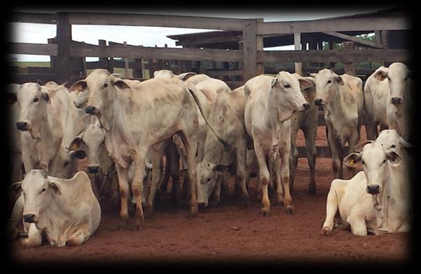 Simulação aumento de área de