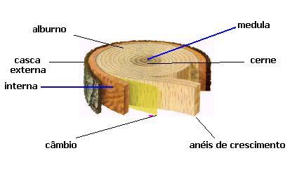 Características gerais da Madeira A madeira é um tecido complexo devido a sua