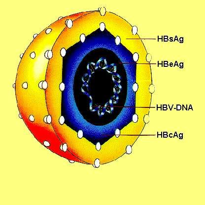 Virus da Hepatite B Partícula completa (10 9 partículas/ml) Partículas