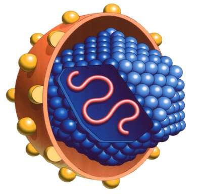 O Vírus da Hepatite C Classificação