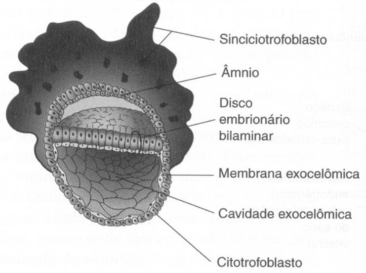 8 dias Implantação do blastocisto no endométrio Tamanho do concepto (embrião + membranas extra-embrionárias) 0,1mm.