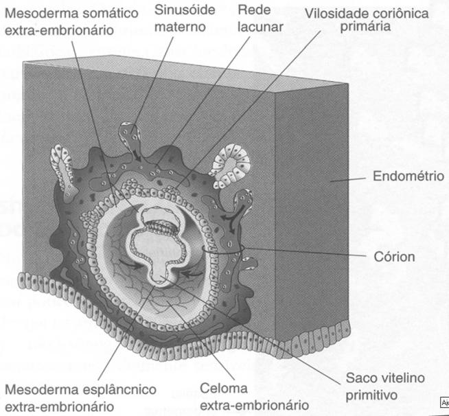 através de embrião humano implantado