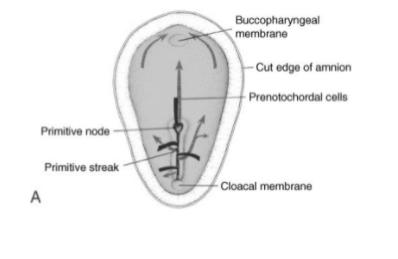 Nos vertebrados, a notocorda se origina