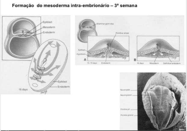 durante a gastrulação e tem um papel