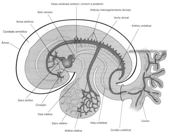 - BCHE 65 Intestino