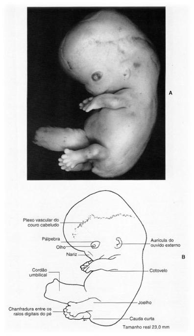 8ª semana Os dedos das mãos estão separados, mas unidos por membranas.