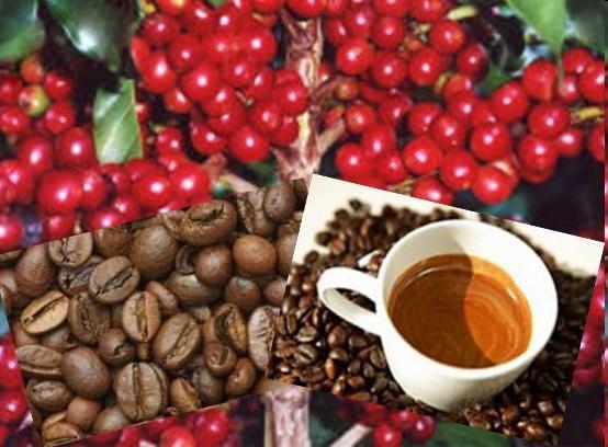NORDESTE DO CENTRO-SUL : Agropecuária O cultivo do café em Minas Gerais e no