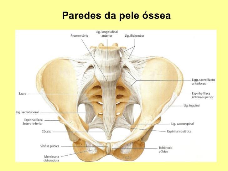 E no quarto tempo do mecanismo de parto (desprendimento do polo cefálico) ocorre por deflexão da