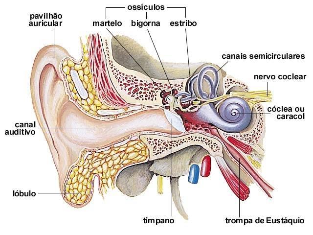 C AU SAS D E S U R DEZ Ouvido Externo Ouvido