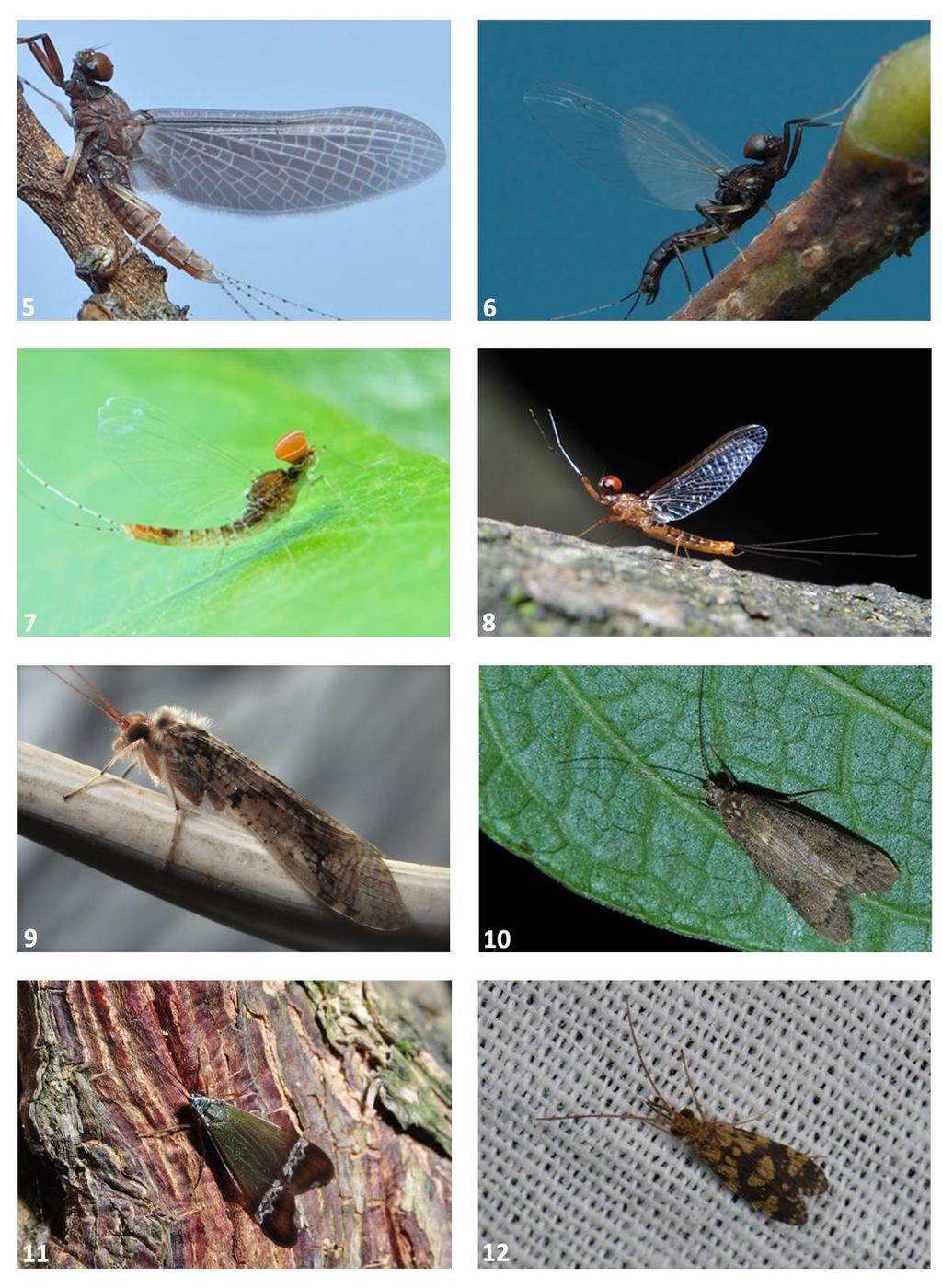 Figuras 5-12. Representantes das ordens Ephemeroptera e Trichoptera. 5 Ulmeritoides sp. 6 Simothraulopsis sp. 7 Callibaetis pollens.