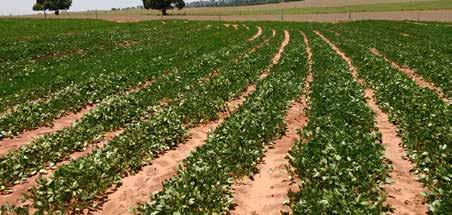 Em Minas Gerais a área de plantio de amendoim está estimada em 2,06 mil hectares, visto que até o momento não há indícios de ampliação das áreas de plantio de cunho comercial, nem tampouco das áreas