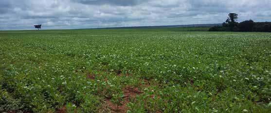 Figura 79 Lavoura de soja em desenvolvimento vegetativo em São Domingos do Azeitão/MA No Maranhão ocorreu forte decréscimo de14% na área plantada em relação à anterior, com produtividade estimada em