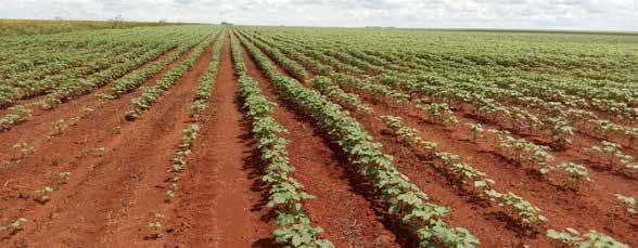O principal motivo da redução é a preferência do produtor em cultivar a soja, realizando o plantio do algodão no segundo período, após a colheita da oleaginosa.