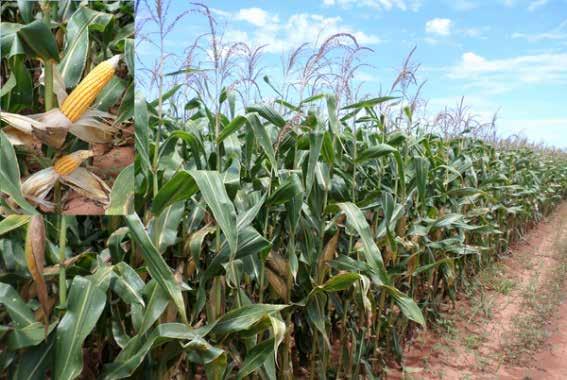 tio direto e convencional. No centro norte estima-se o cultivo de 32,7 mil hectares em manejo de sequeiro com plantio convencional.