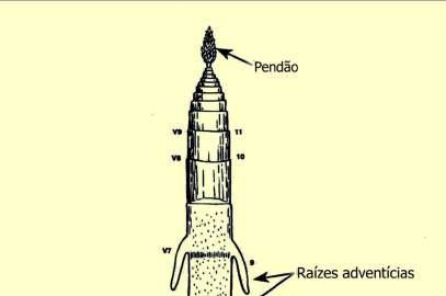 Raízes adventícias de suporte Raízes