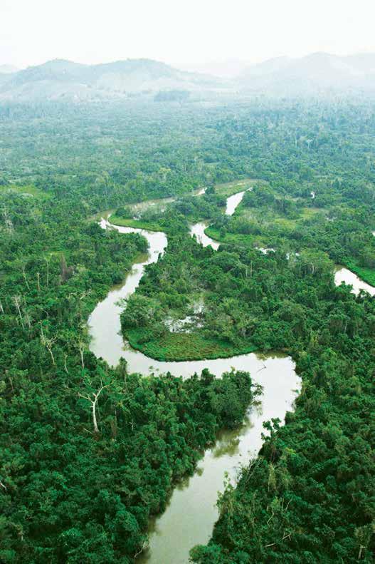 O Mosaico Mico-Leão-Dourado abrange duas bacias hidrográficas, a do rio São João e a do Rio Macaé: A bacia do rio São João é o principal compartimento geográfico que limita o Mosaico