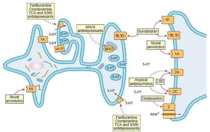 Inibidores selectivos da recaptação da serotonina (3ª geração) citalopram, escitalopram, fluoxetina, fluvoxamina, paroxetina, sertralina Inibição da recaptação da 5-HT Uso