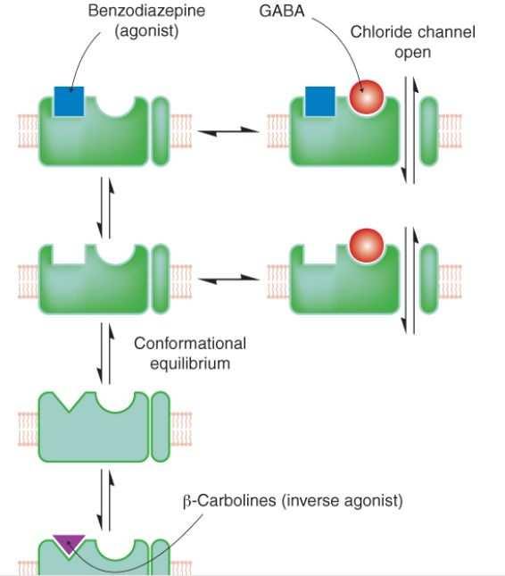 Agonistas e antagonistas dos BDZ Modelo de dois estados conformacionais do complexo receptor GABA A Conformação A a qual pode ligar GABA e abrir o canal cloreto Os agonistas ligam-se