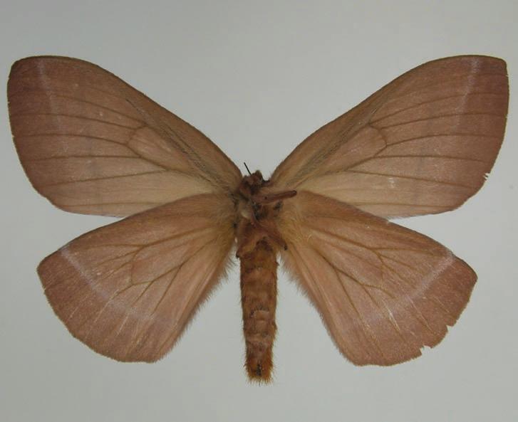 edeago vista lateral. 19. Periphoba tangerini C. Mielke & Furtado, sp. nov. Oitavo esternito do macho. 20-22.
