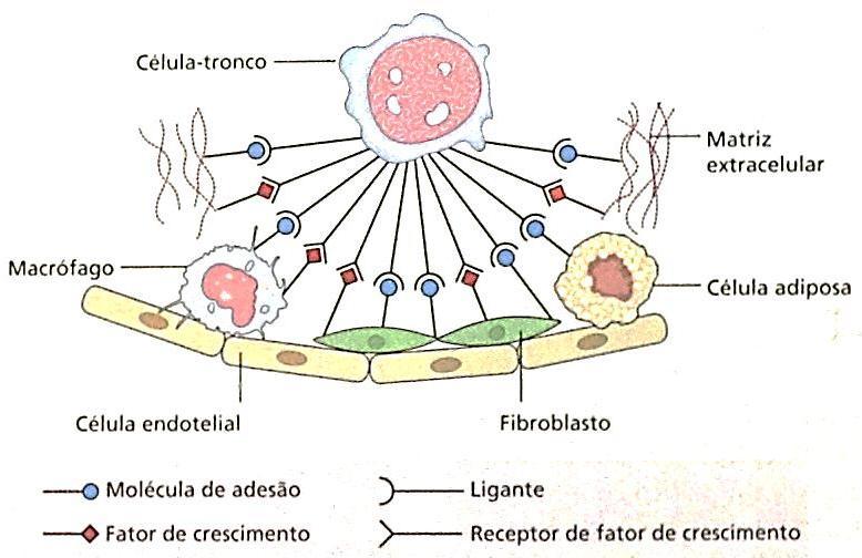 Hematopoese Células tronco (1/30 000 células nucleadas da medula óssea) Residem na MO