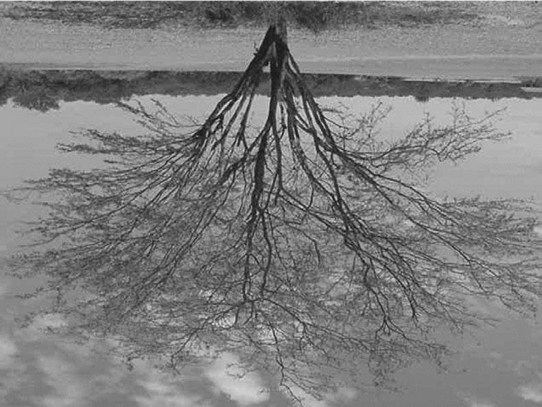 52 NASCIMENTO & LAHR de até seis metros de atura, Figura 2, com tronco de cerne semipesado e casca rugosa (Pires & Ferreira, 1983). Figura 2 Árvore de Agaroba.