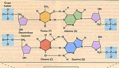 COMPOSTOS ORGÂNICOS ÁCIDOS NUCLÉICOS Moléculas gigantescas formadas por nucleotídeos.