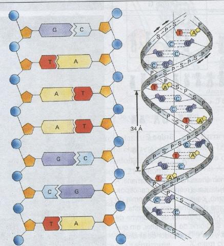 COMPOSTOS ORGÂNICOS ÁCIDOS NUCLÉICOS DNA RNA Moléculas gigantescas contendo toda a informação de como se construir o ser vivo.