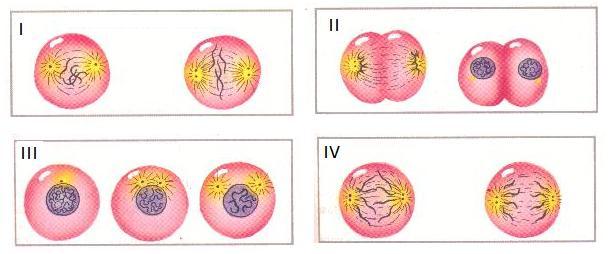 4. Observando a seguinte ilustração: a) Qual é o nome de cada fase da divisão celular nos quadros na figura (I a IV) e qual é a ordem de cada quadro na mitose?