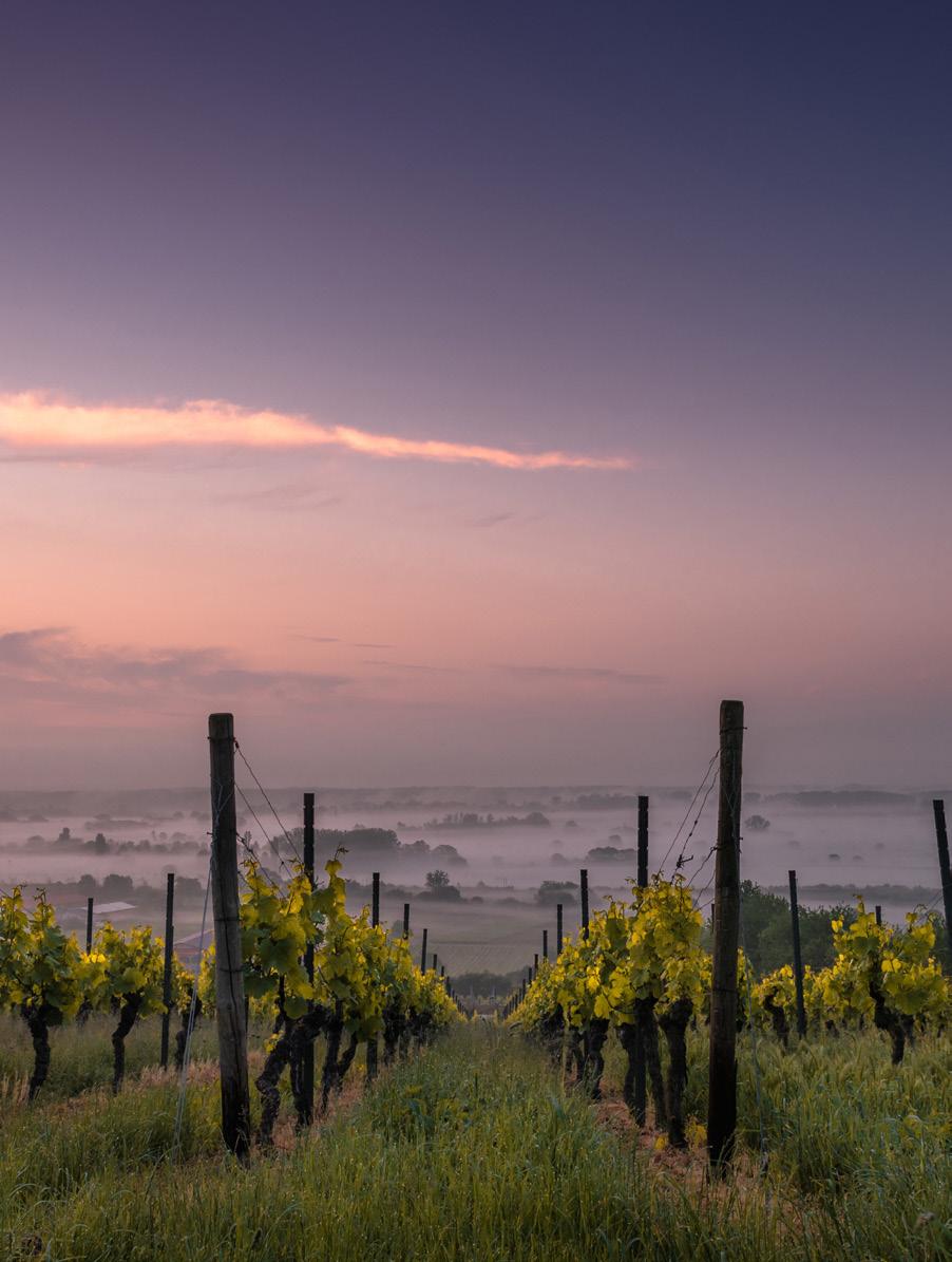 VINHO COM MODERAÇÃO GUIA