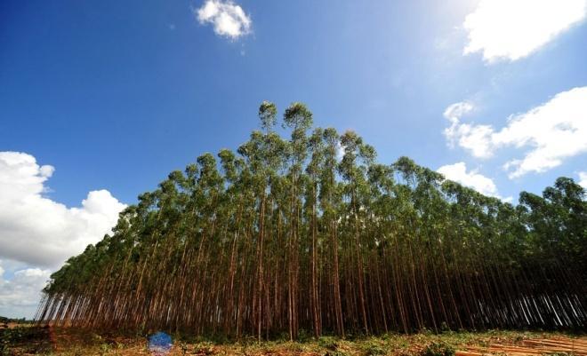 AUTOSSUFICIENTE na produção de carvão Foto Vista de um