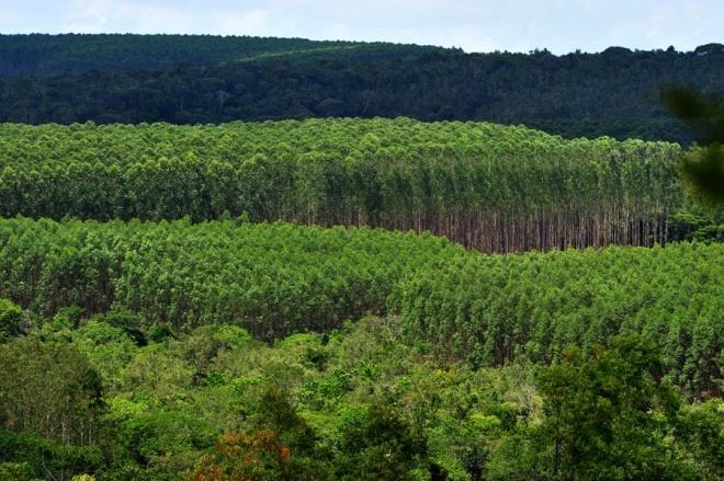 000 ha, distribuídos em 09 municípios na Bahia ÁREA