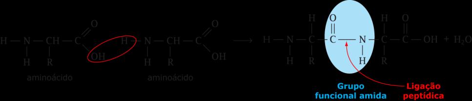 Proteínas A ligação peptídica Peptídios = moléculas resultantes da união de aminoácidos. Dipeptídio = união de dois aminoácidos.
