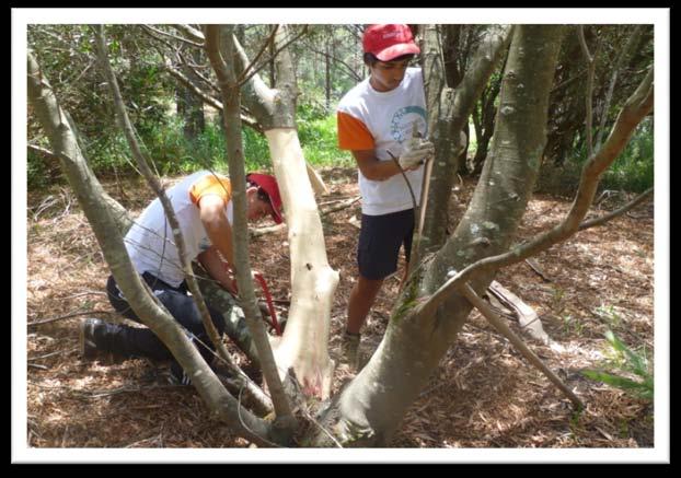 JAVALI Executar trabalhos florestais em manchas de matos e floresta que pertencem ao concelho de Cascais e