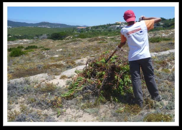 PILRITO Implementar medidas específicas de proteção e recuperação do sistema dunar Cresmina-Guincho e orla costeira -