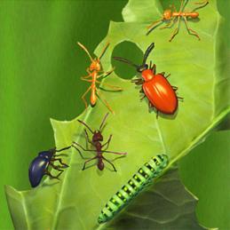 Tratos culturais Manejo de pragas (insetos e ácaros) - Identificar a pragas - Realizar