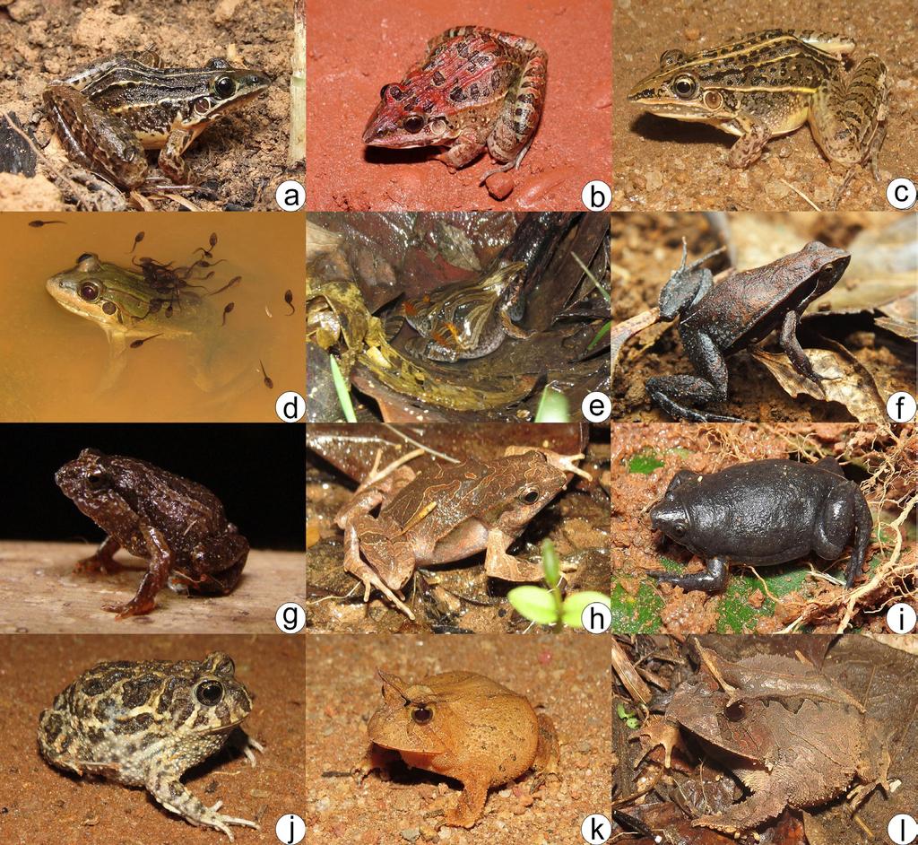 304 Matheus Oliveira Neves et al. Figure 5. Anuran species recorded in sample areas in the Serra Negra da Mantiqueira, the Zona da Mata of Minas Gerais.