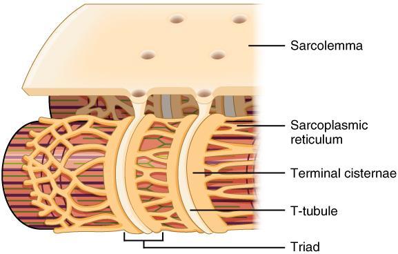 SARCOLEMA Membrana Plasmática O sarcolema da fibra muscular sofre invaginações formando túbulos anastomosados que envolvem cada conjunto de miofibrilas.