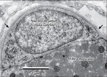 CÉLULA SATÉLITE Células satélites do músculo esquelético são células mitogênicas queiscentes, mononucleadas Estão localizadas
