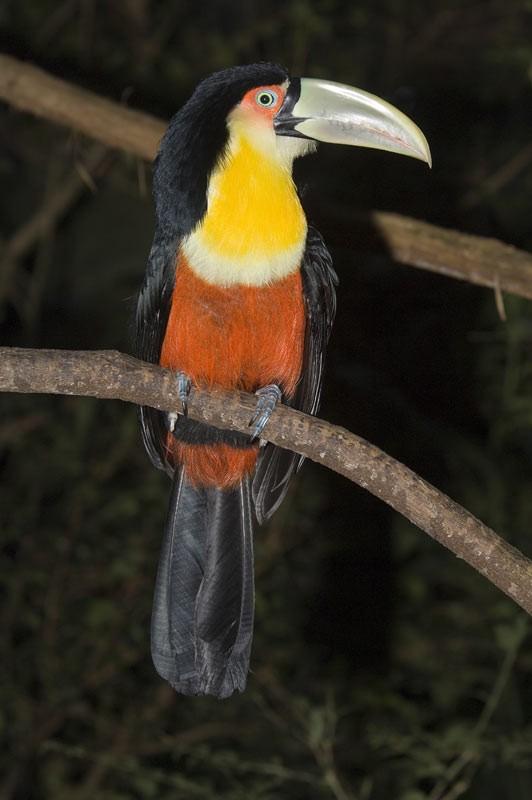 Ramphastos