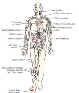 Linfonodo Objetivos Específicos: 1- Identificar através de cortes histológicos e