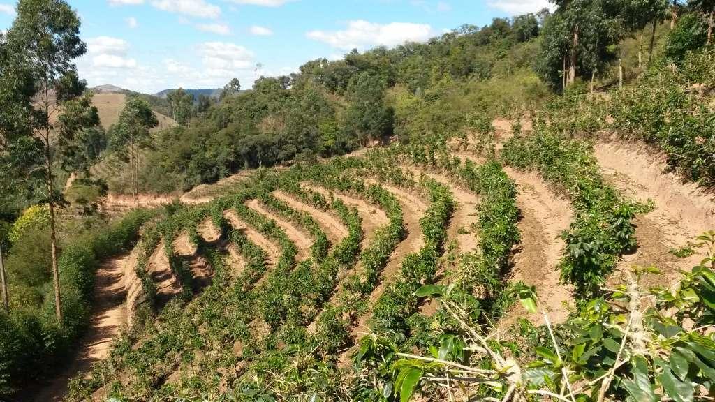 Cafeicultura de montanha O