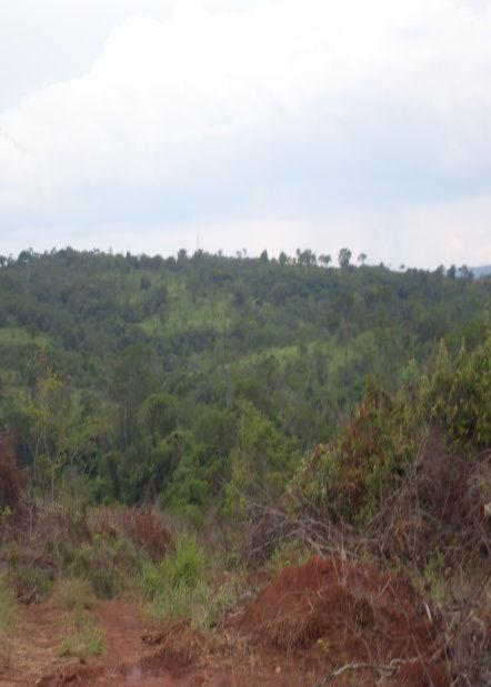 A degradação do Cerrado, causada principalmente pelo desmatamento, transformou esse bioma em um grande emissor de CO2 na atmosfera.
