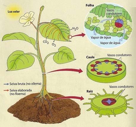 muito pequeno. Calcule a altura da coluna de agua dentro dos capilares com raio 0.2mm.