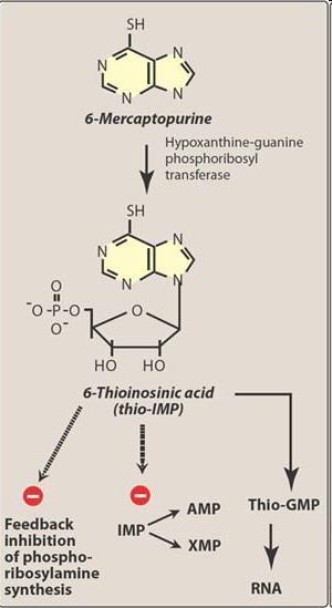 6-MERCAPTOPURINA (6-MP) E TIOGUANINE Ambas são ativadas pela HGPRT a nucleotídeos tóxicos que inibem a purina