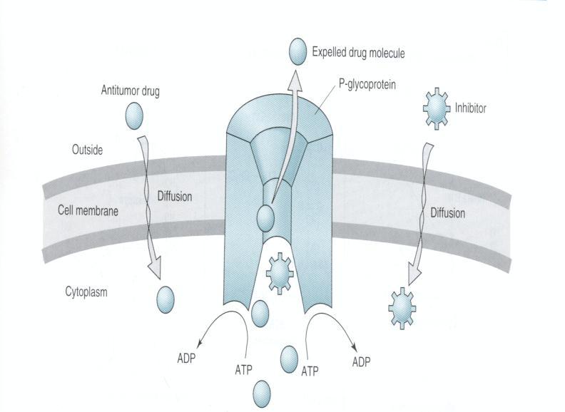 ALCALÓIDES DA VINCA Ligam-se a tubulina e impedem sua polimerização Atuam na fase