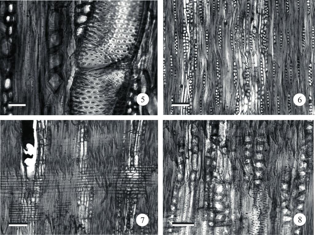 440 Silva, Santos, Gasson & Cutler: Anatomia e densidade básica da madeira de Caesalpinia pyramidalis Tul.