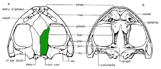 8. Osso Pré-Frontal Ausente Temnospondilo