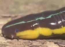 Tentáculo Cobras-cegas: 1.