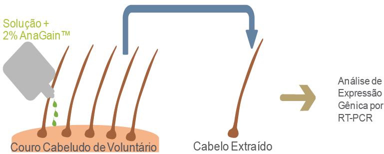 3. Propriedades Desenvolvido a partir dos brotos das Ervilhas orgânicas da espécie Pisum sativum, AnaGain TM Nutri promove o aumento da expressão de FGF7 Fator de Crescimento Fibroblastico que por